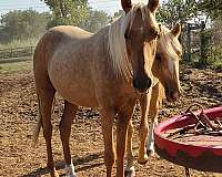 stallion-prospect-morgan-horse