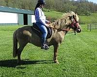 west-virginia-mare