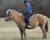 chocolate-usihc-mare