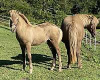 chocolate-usihc-horse