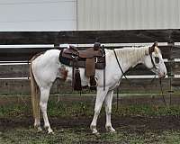 paint-horse-for-sale