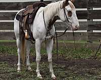paint-filly