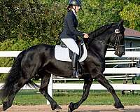 dressage-friesian-horse