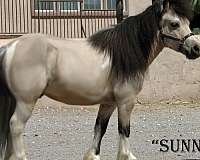 sunny-miniature-horse