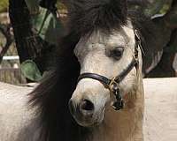 youtube-video-miniature-horse