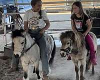 barrel-pony-miniature