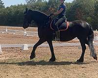 dressage-sport-yearling