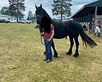 dressage-sport-foal