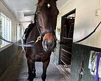 bay-white-star-horse