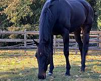 affordable-thoroughbred-horse