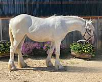 athletic-gypsy-vanner-horse