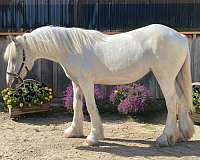 breeding-gypsy-vanner-horse