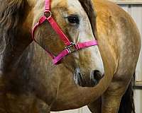 mountains-rocky-horse