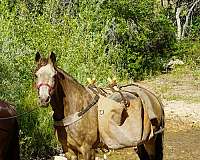 pack-horse-rocky-mountain