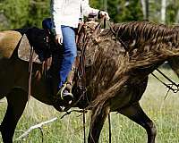 hunting-horse-rocky-mountain