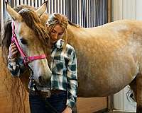 kid-safe-horse-for-sale-rocky-mountain