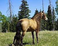registered-horse-rocky-mountain