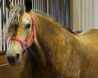 horseback-riding-rocky-mountain-horse
