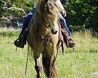 ranch-horse-rocky-mountain