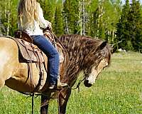 safe-horse-rocky-mountain
