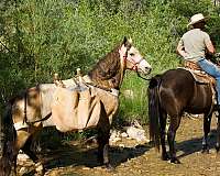 r-rocky-mountain-horse