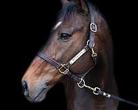thoroughbred-gelding