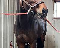 thoroughbred-horse-for-sale