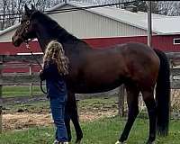 thoroughbred-horse