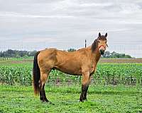 quarter-horse-gelding
