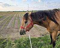 quarter-horse-for-sale