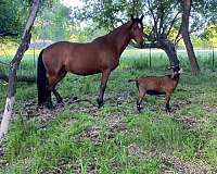 advanced-rider-arabian-horse