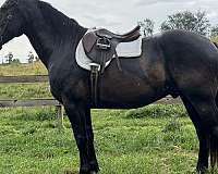 pleasure-friesian-horse