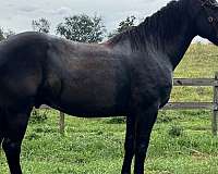 trail-friesian-horse