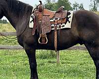 advanced-beginner-friesian-horse