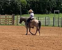 quarter-horse-for-sale