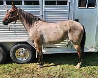 quarter-horse