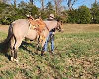 build-quarter-horse