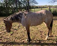 broodmare-quarter-horse