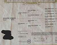 ridden-english-quarter-horse