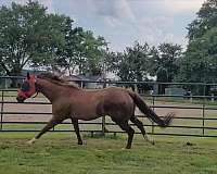 show-experience-quarter-horse