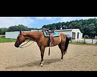 not-beginner-safe-horse