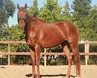 thoroughbred-gelding