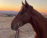 thoroughbred-horse-for-sale