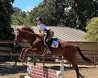 thoroughbred-horse