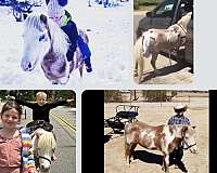 mate-miniature-horse