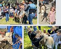 van-miniature-horse