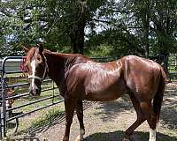 1-half-stocking-horse