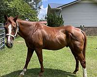 sorrel-1-half-stocking-horse