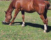 sorrel-1-stocking-horse