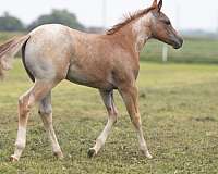 tuf-n-busy-cow-horse